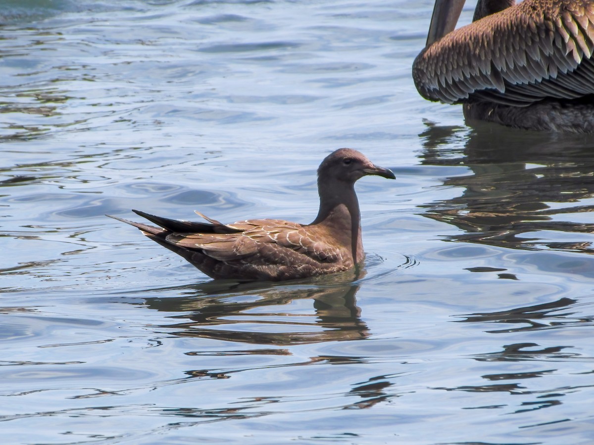 Heermann's Gull - ML599173621