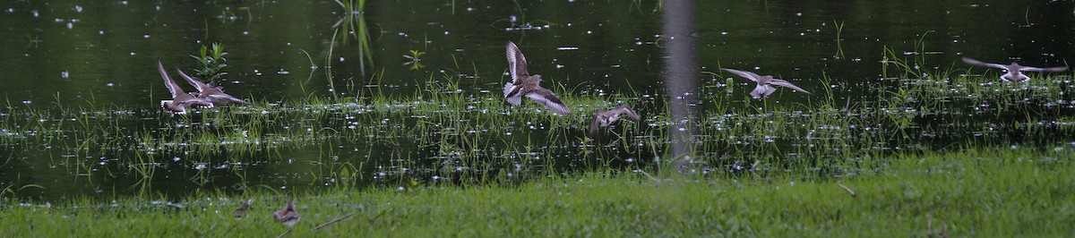 White-rumped Sandpiper - ML59917371