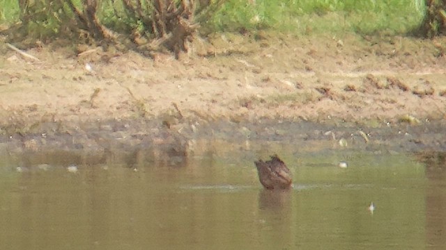 Американский бекасовидный веретенник - ML599173721