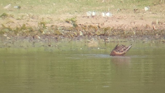 Long-billed Dowitcher - ML599173731