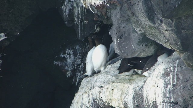 Common Murre - ML599173841