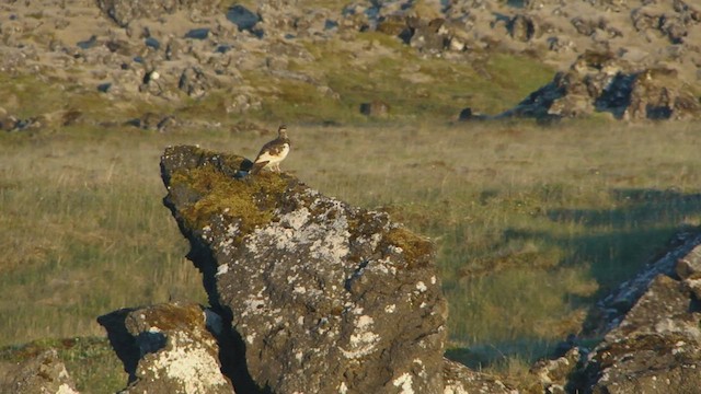 Rock Ptarmigan - ML599175181