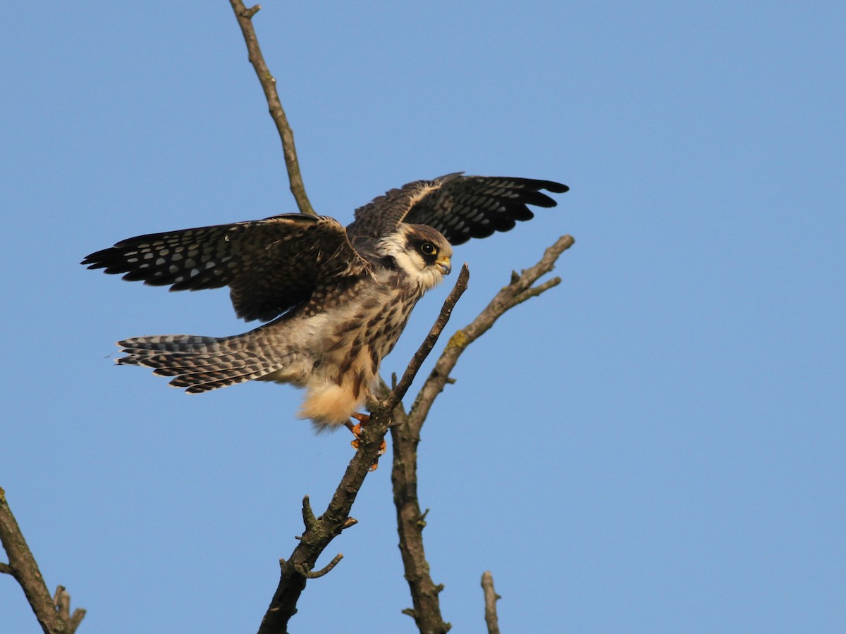 Red-footed Falcon - ML599175311