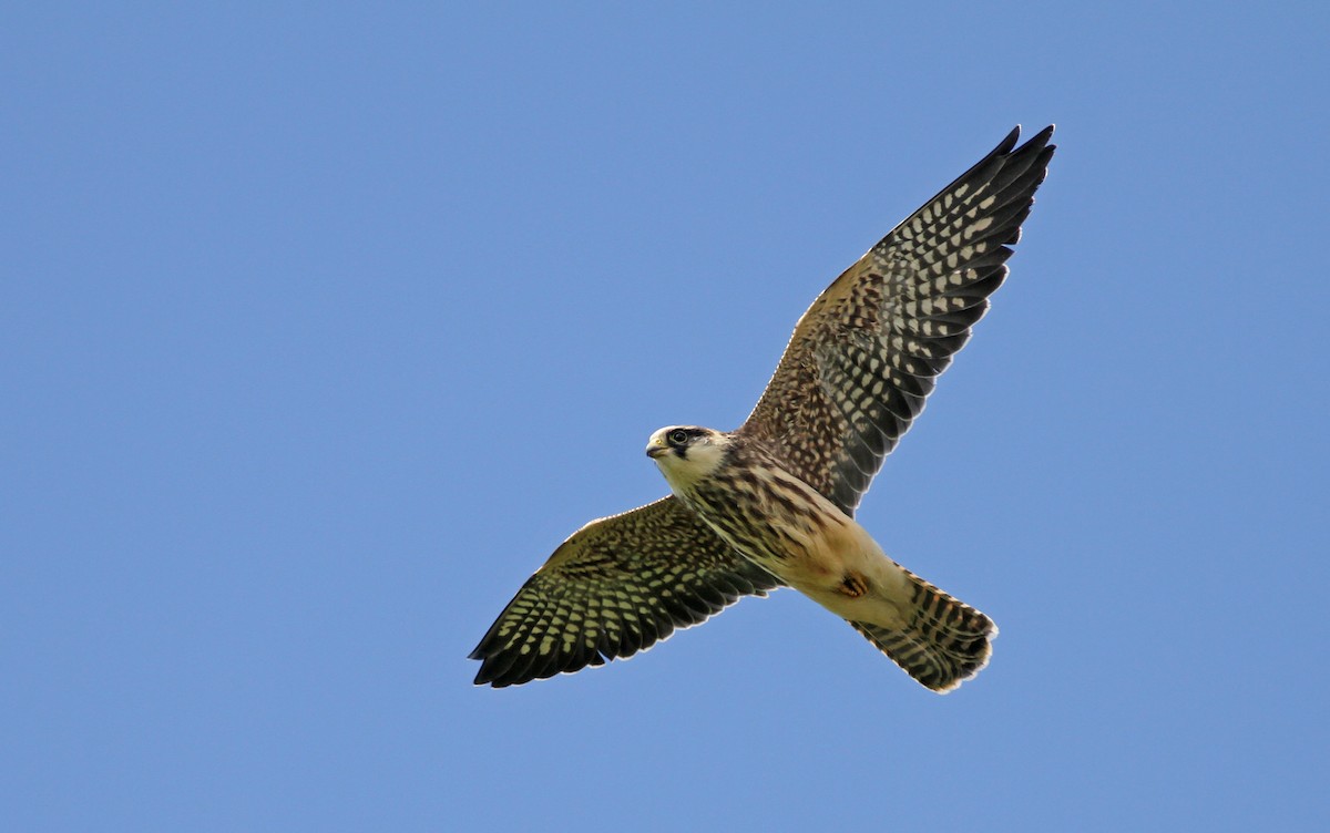 Red-footed Falcon - ML599175331