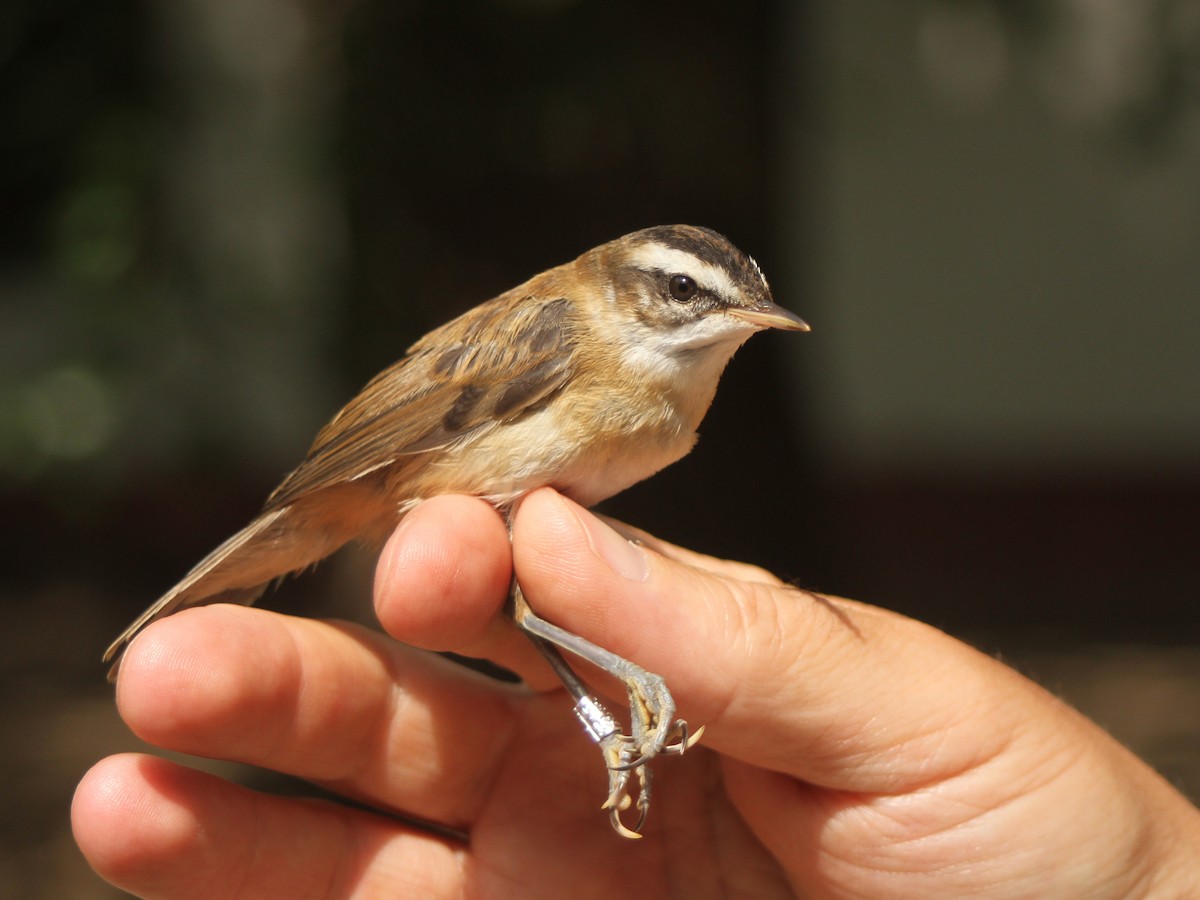 Moustached Warbler - ML599175401