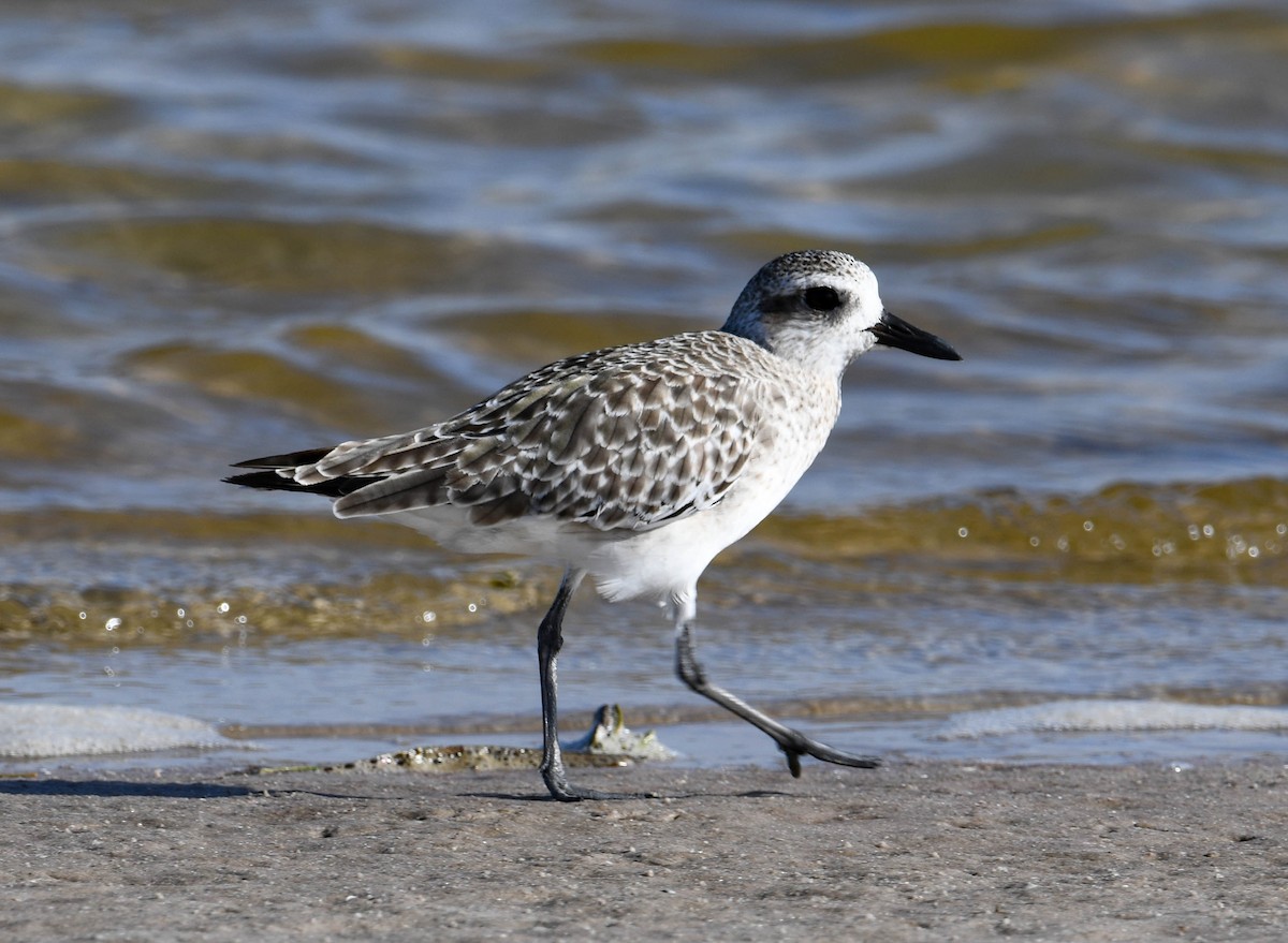 Black-bellied Plover - Brian O'Connor