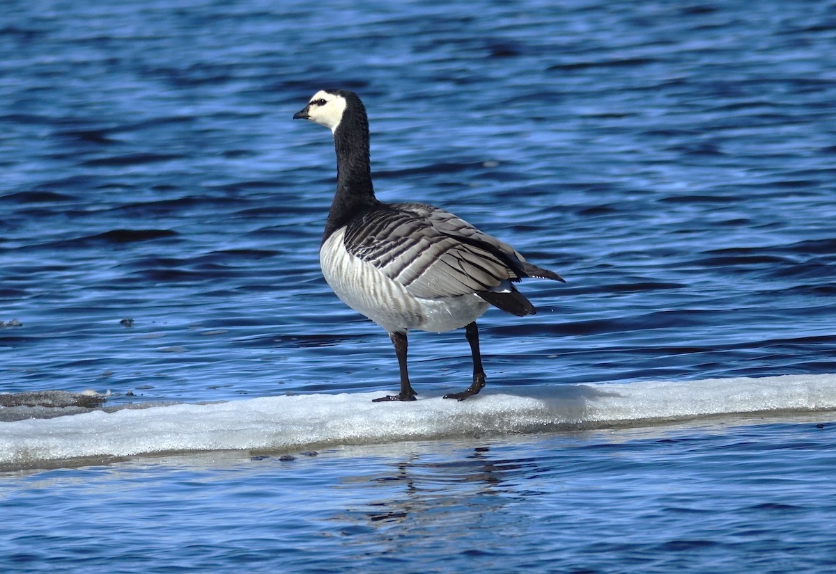 Barnacle Goose - ML599177681