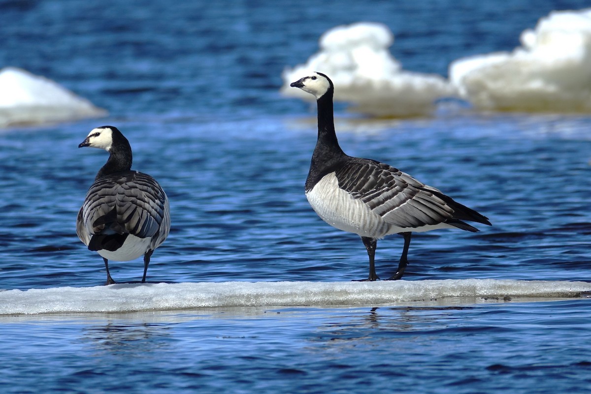 Barnacle Goose - ML599177761