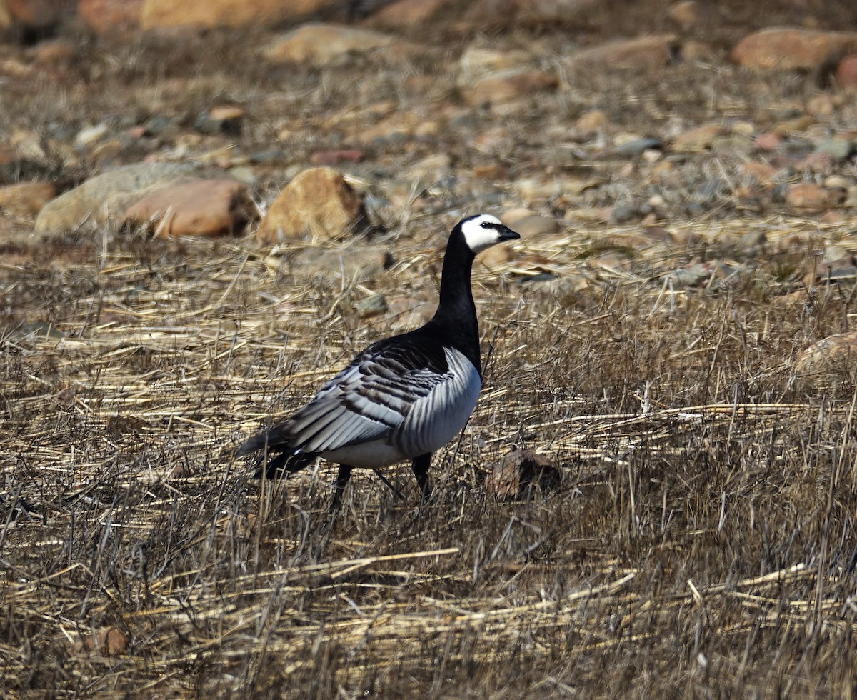 Barnacle Goose - ML599177821