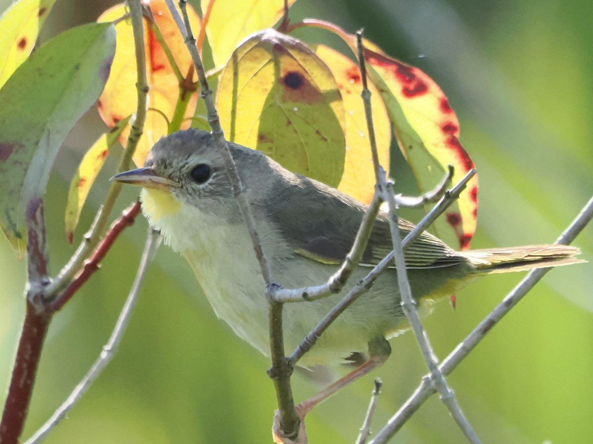 Common Yellowthroat - ML599178151