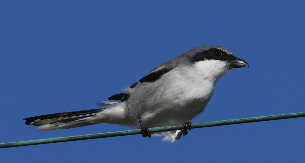 Loggerhead Shrike - Brian O'Connor