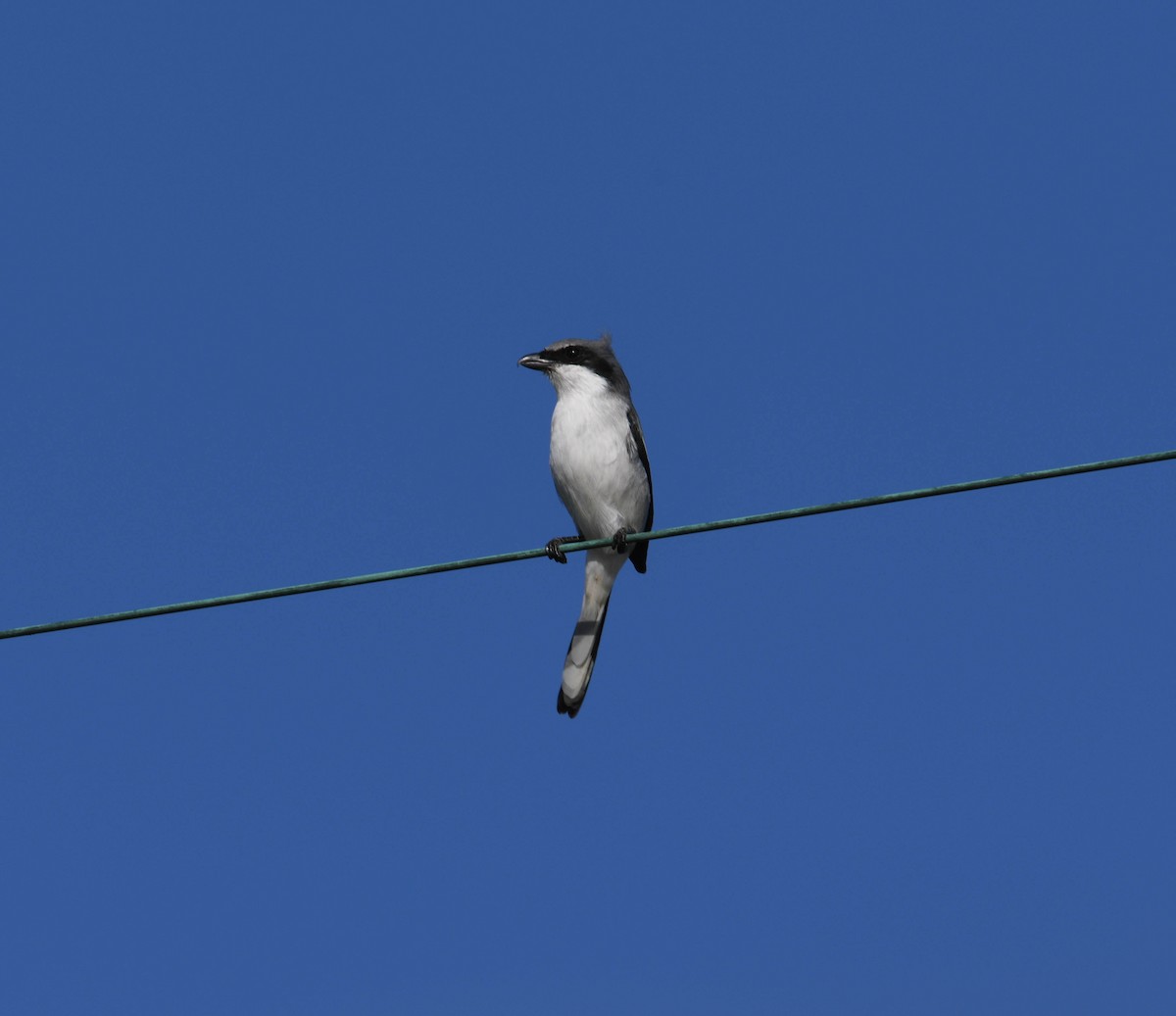 Loggerhead Shrike - Brian O'Connor