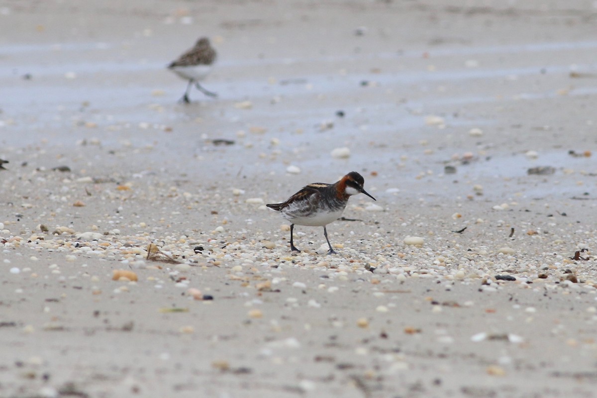 Red-necked Phalarope - ML59917941