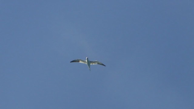 Northern Gannet - ML599179901