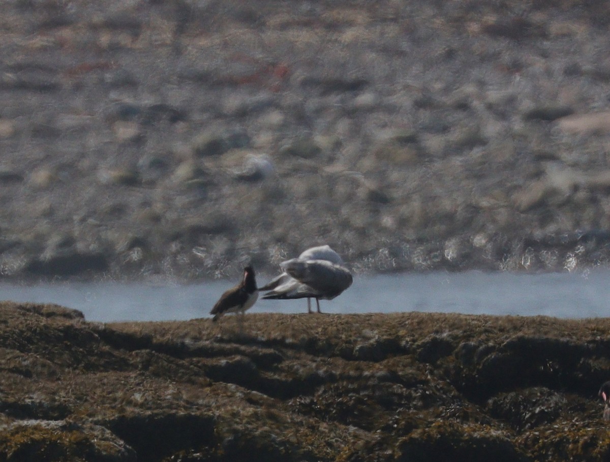 American Oystercatcher - ML599179961