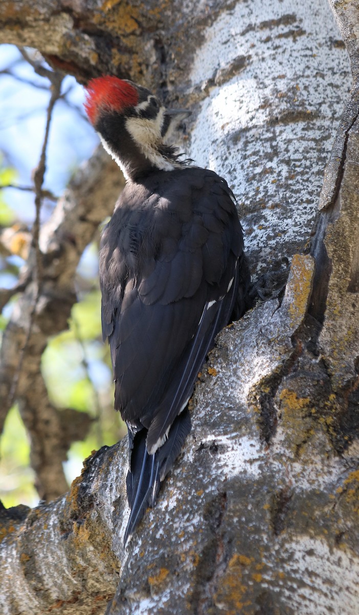 Pileated Woodpecker - ML599180401