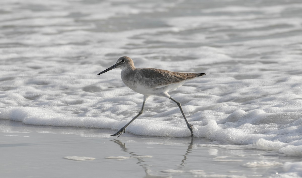 Willet - ML599180451