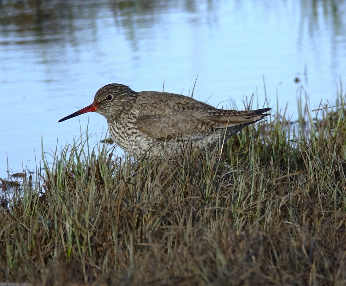 Common Redshank - ML599180531