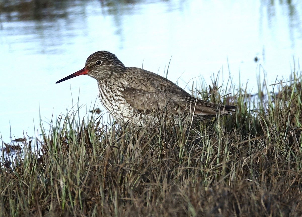 Common Redshank - ML599180541