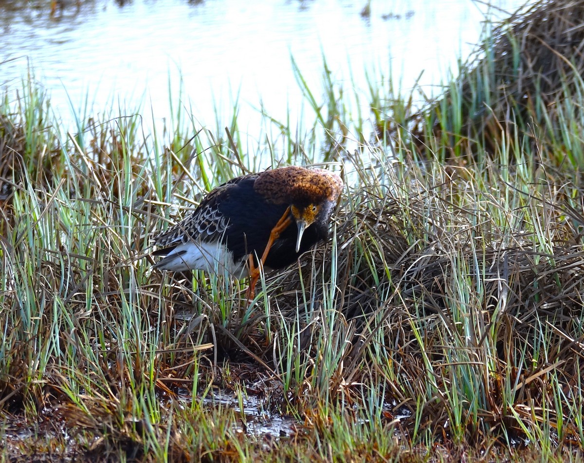 Kampfläufer - ML599180881