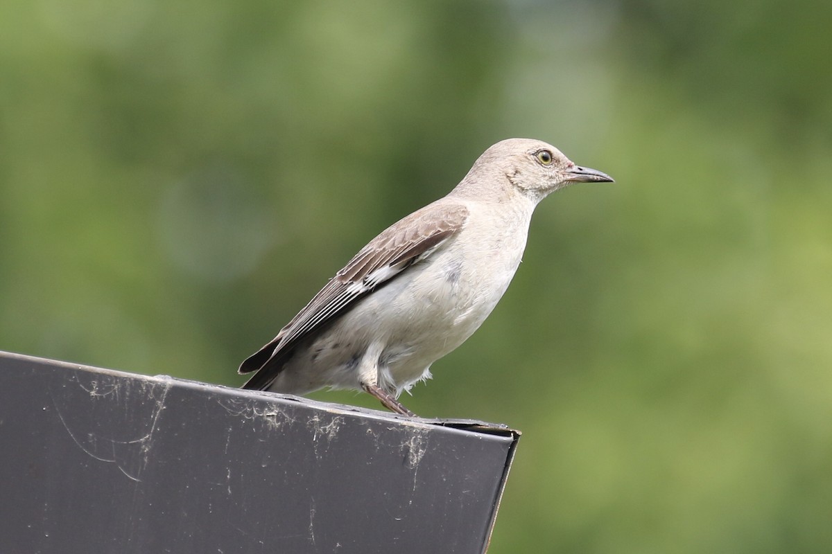 Northern Mockingbird - ML599181521