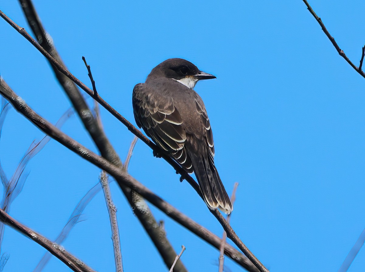 Eastern Kingbird - ML599183141