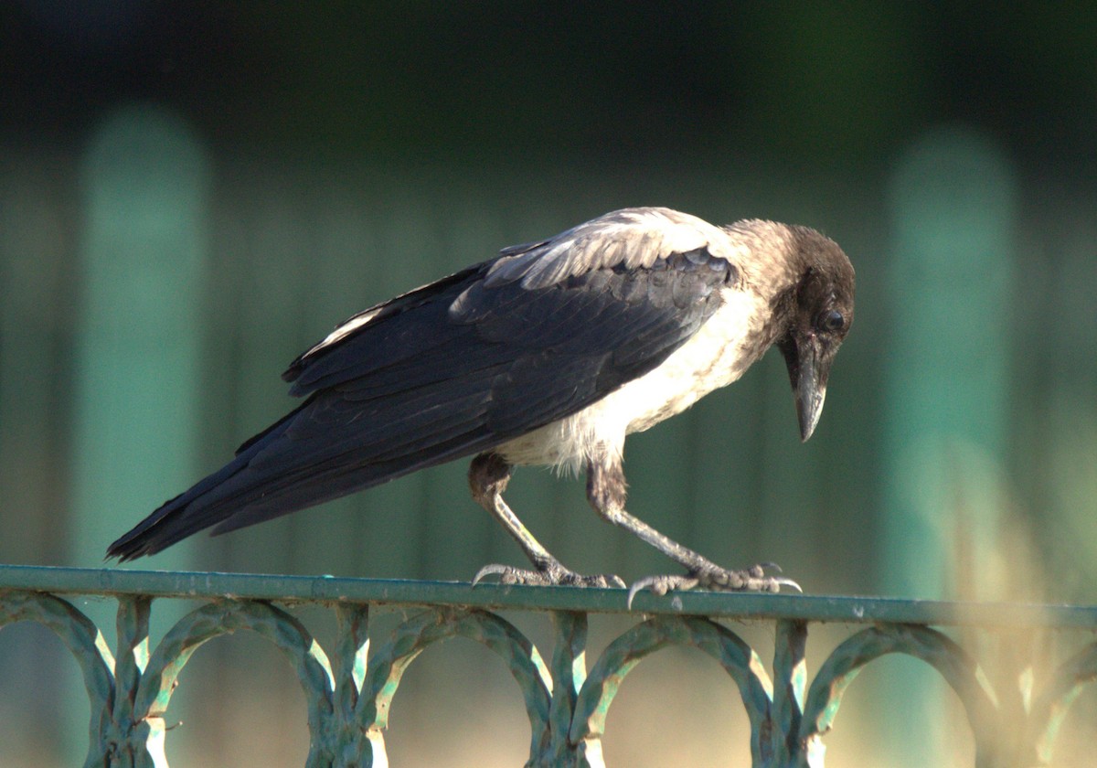 Hooded Crow - ML599184361