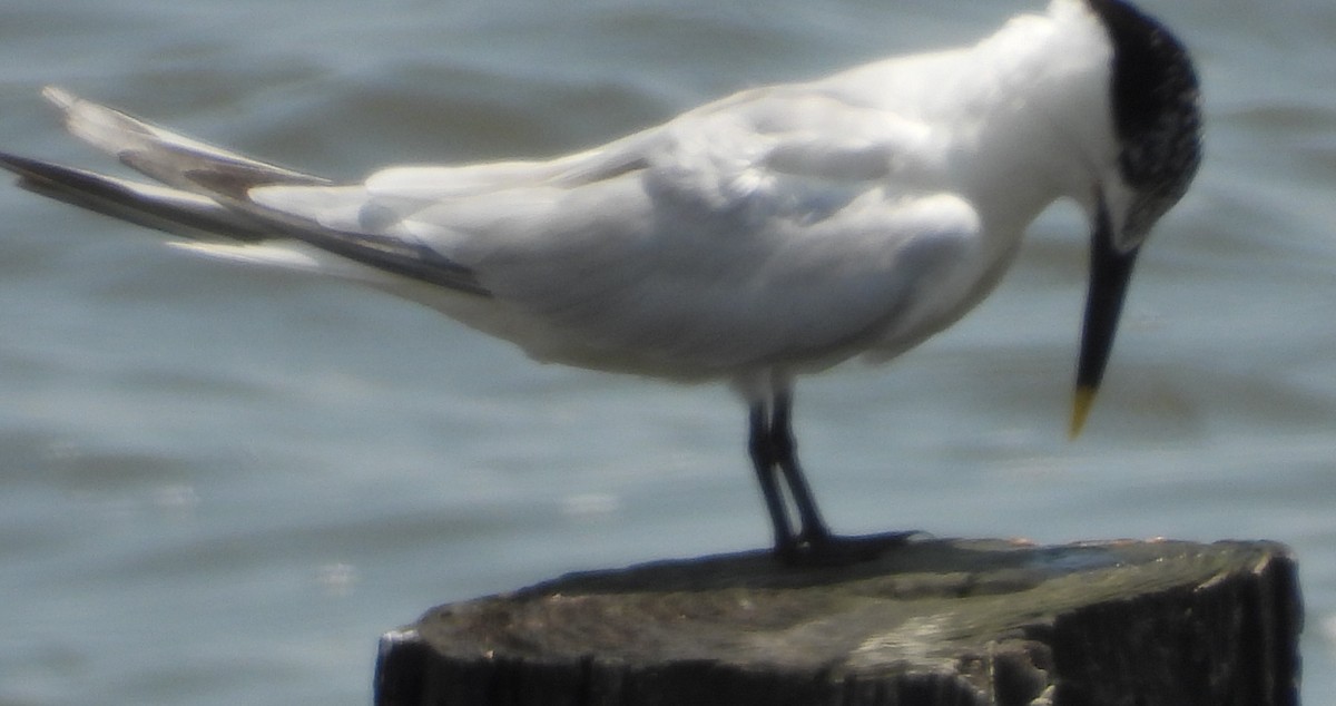 Sandwich Tern - ML599184701