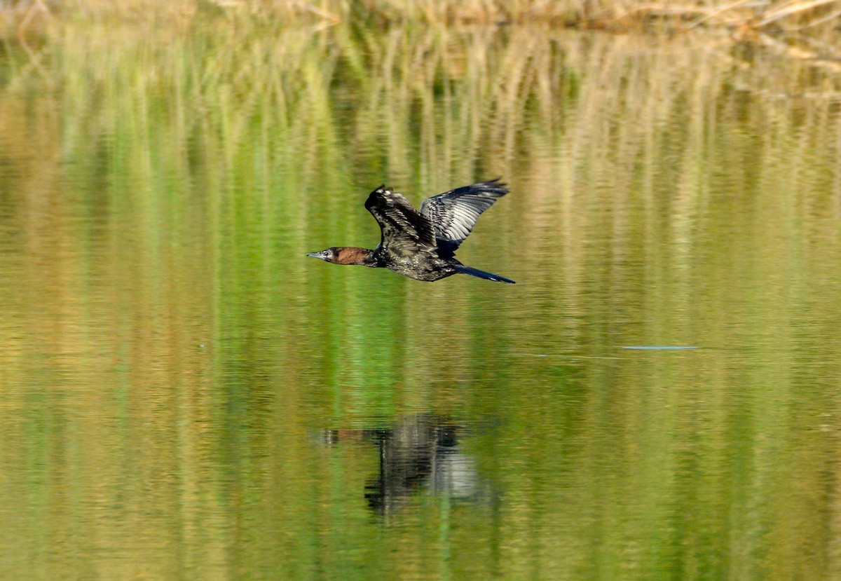 Pygmy Cormorant - Matt Phelps