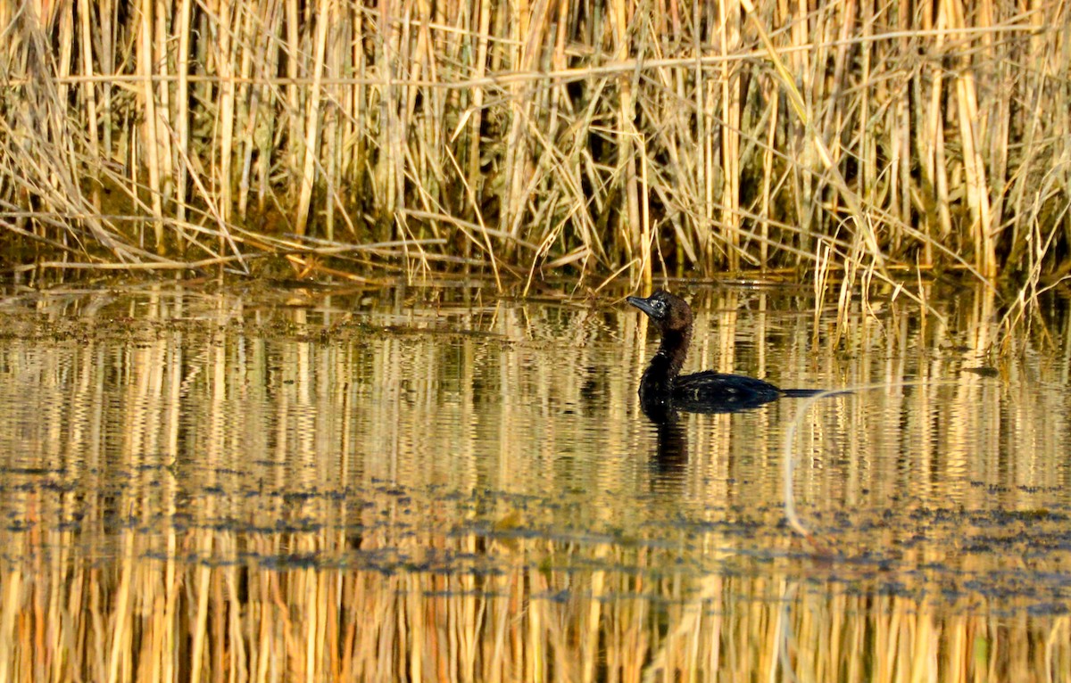 Pygmy Cormorant - ML599184751