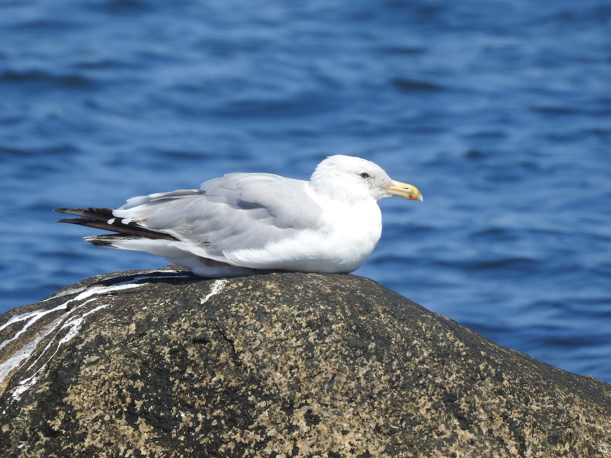 Herring Gull (American) - ML599185711