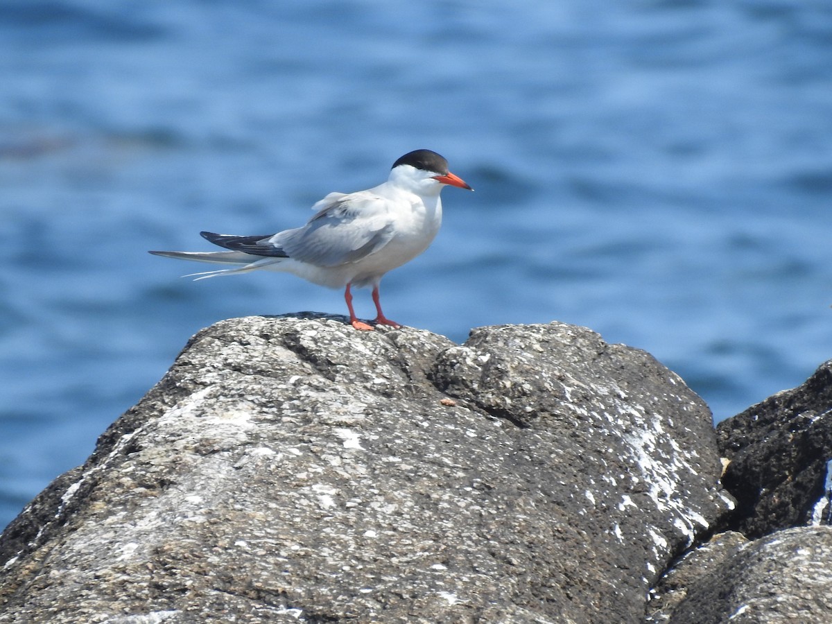 Common Tern - Dave McLain