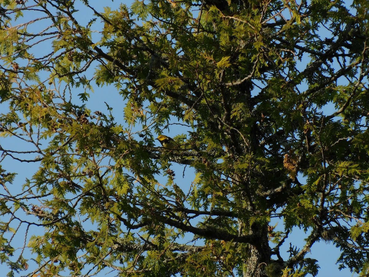Black-throated Green Warbler - ML599186681