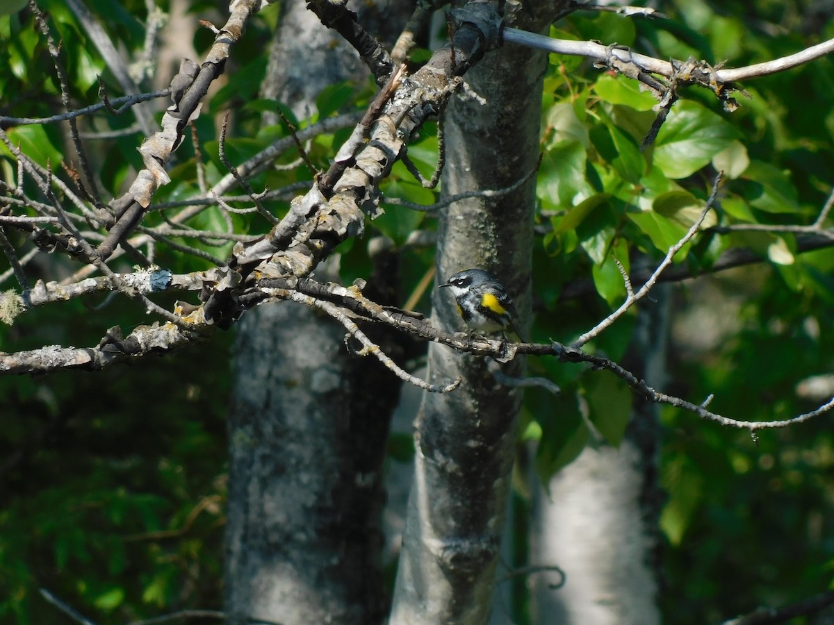 Yellow-rumped Warbler (Myrtle) - ML599186691