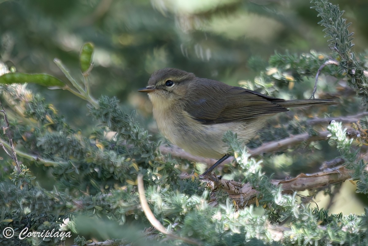 Canary Islands Chiffchaff - ML599186871