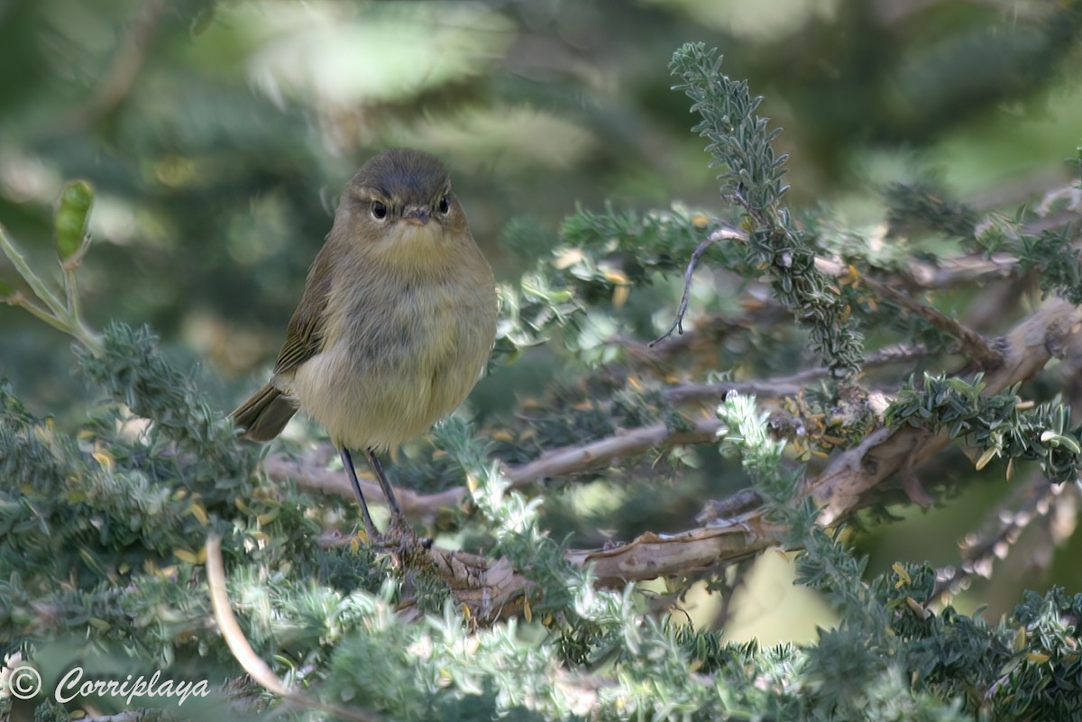 Canary Islands Chiffchaff - ML599186881