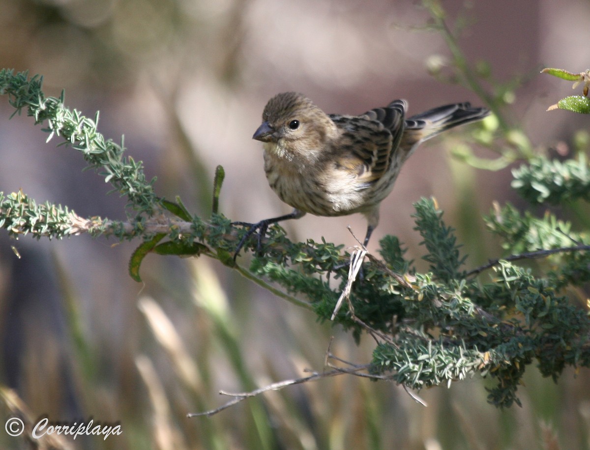 Island Canary - ML599187001