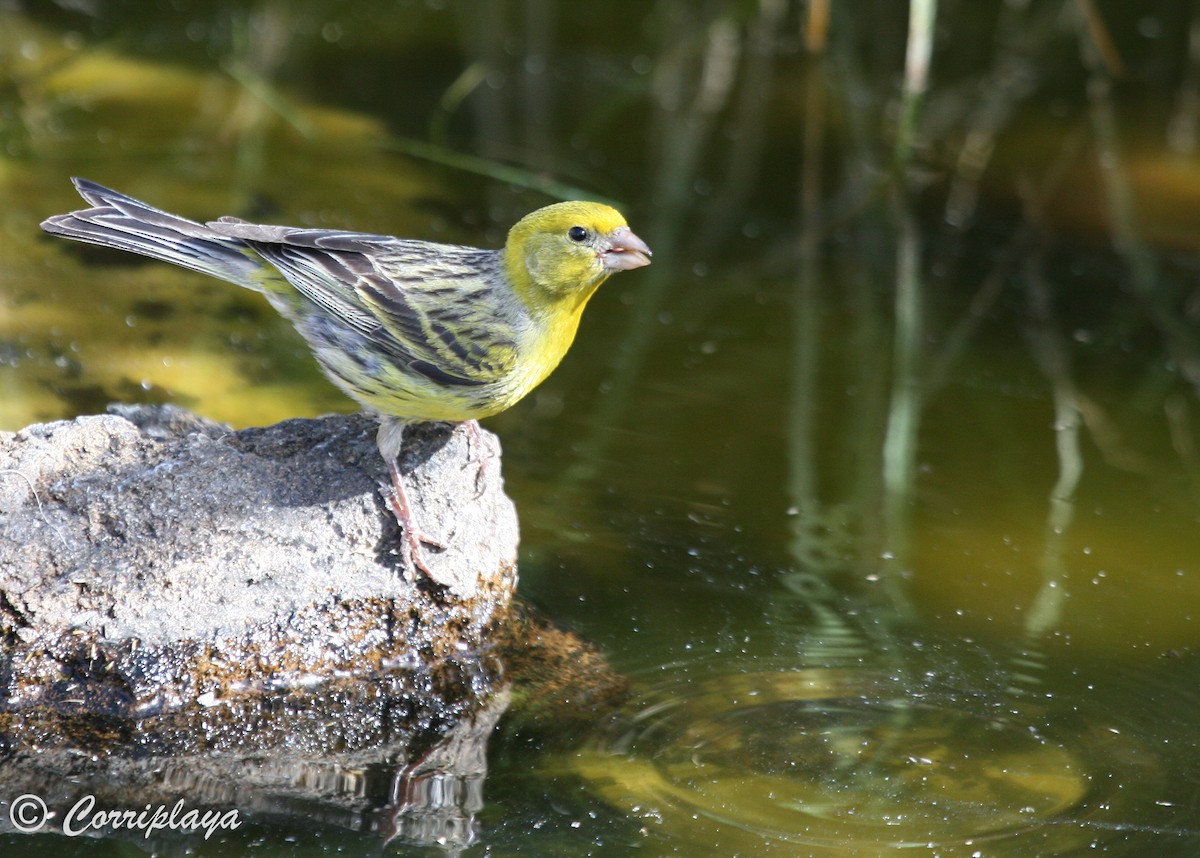 Serin des Canaries - ML599187011