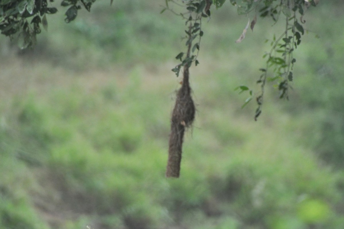 Spectacled Weaver - ML599188671