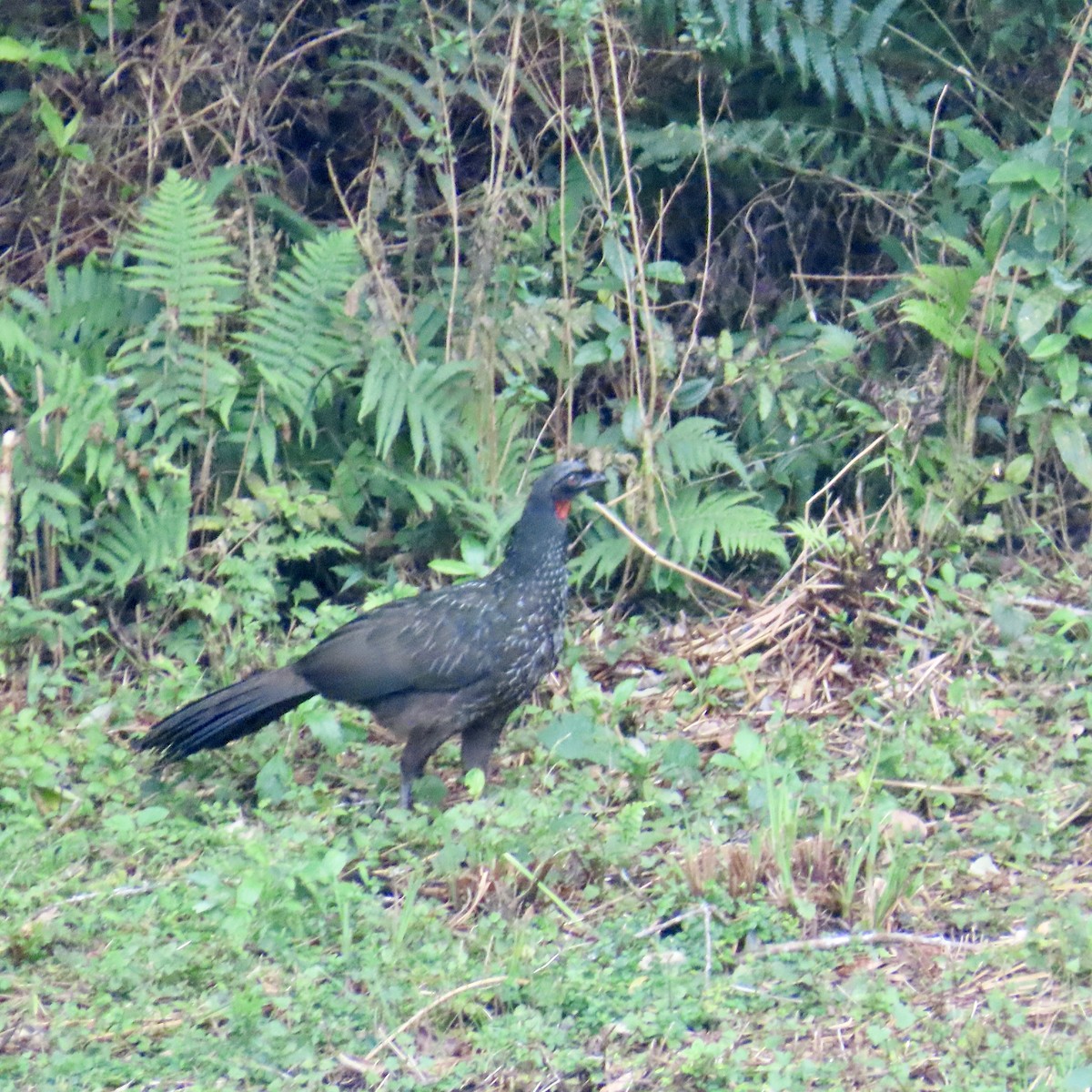 Dusky-legged Guan - ML599188701