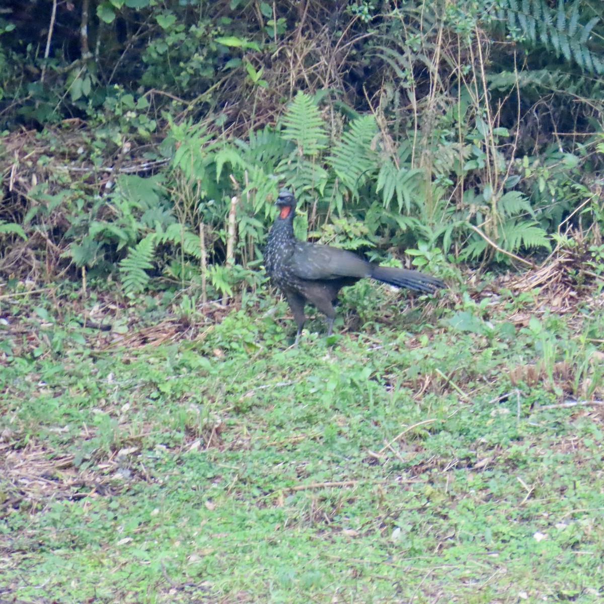 Dusky-legged Guan - ML599188721