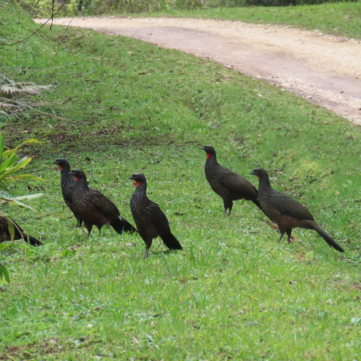 Dusky-legged Guan - ML599188731