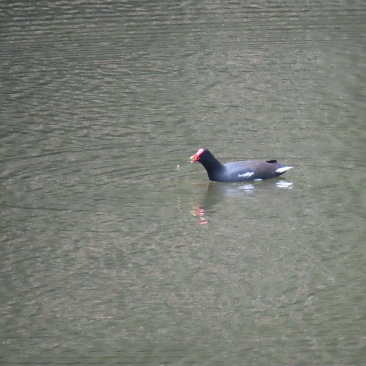 Common Gallinule - ML599188791