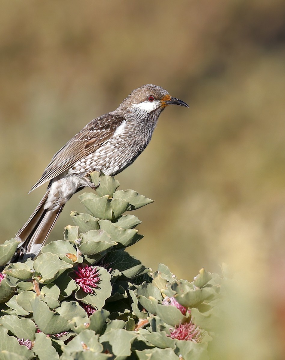 Western Wattlebird - ML599189301