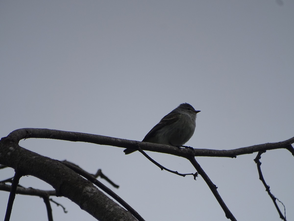 Southern Beardless-Tyrannulet - ML599189821