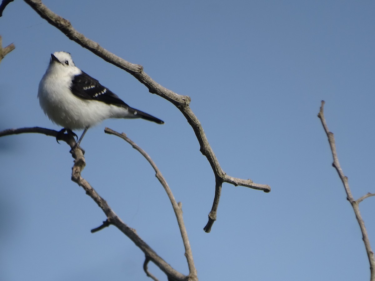 Black-backed Water-Tyrant - ML599189981