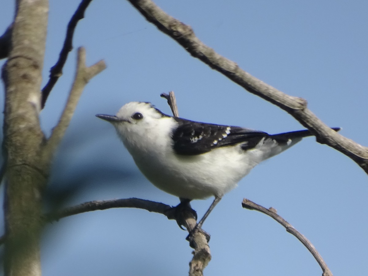 Black-backed Water-Tyrant - ML599189991