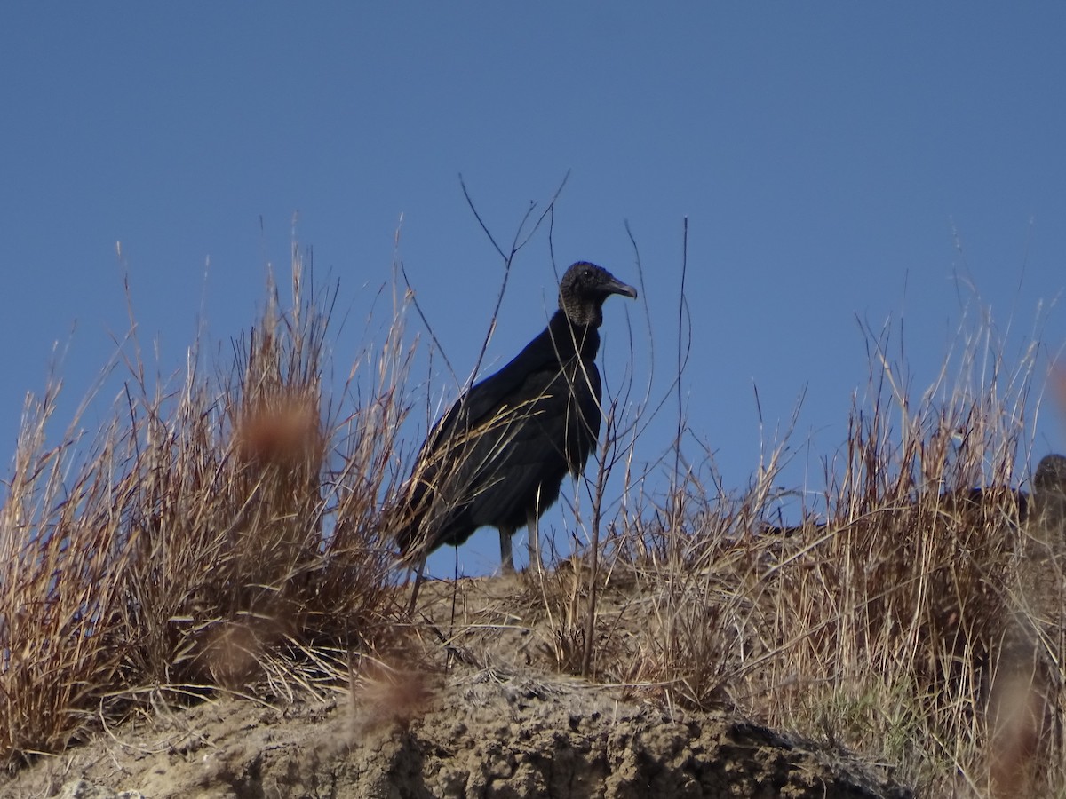Black Vulture - ML599190501