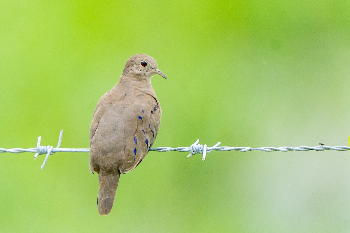 Plain-breasted Ground Dove - Anthony Batista
