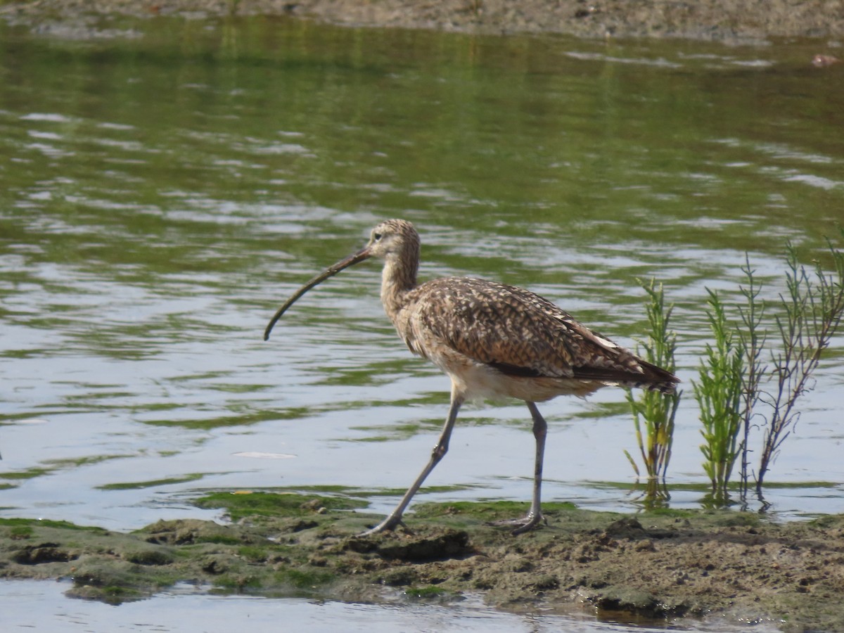 Long-billed Curlew - Edana Salisbury